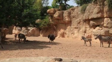 Zebra ailesi ne kadar da doğa 2