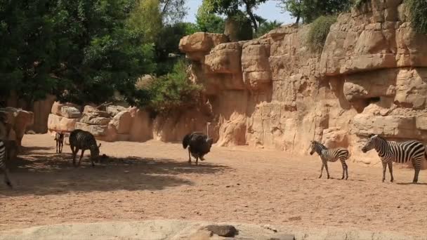 Zebrafamilie in der Natur 2 — Stockvideo