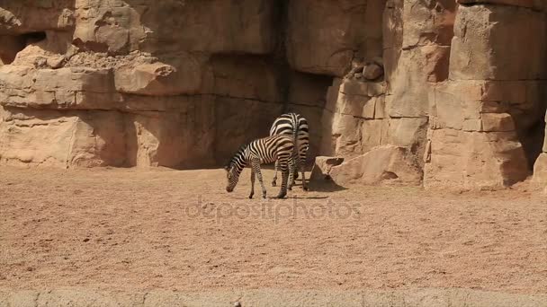 Familie van de Zebra op de natuur — Stockvideo