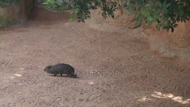 Irax Della Roccia Procavia Capensis — Video Stock