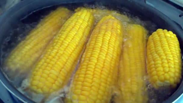 Boiling sweet corn — Stock Video