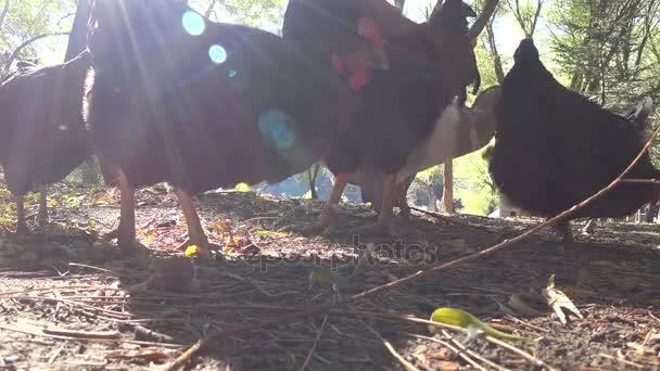 Красная курица кормится на ферме 2 — стоковое видео