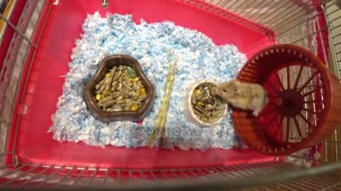 hamster tekerlek içinde çalışan