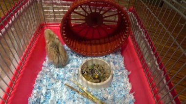 Bir kafeste 2 hamster