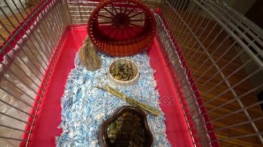 Bir kafeste küçük hamster