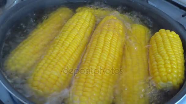 Sweet corn boiling in a pot — Stock Video