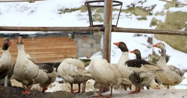 A herd of goose 3 — Stock Video