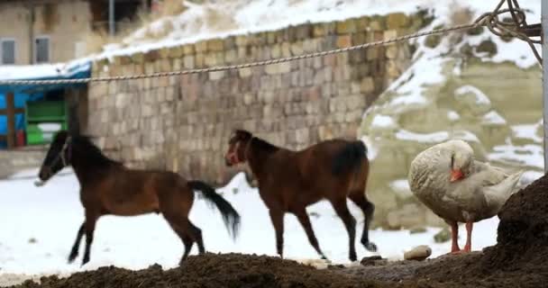 Trzech koni i gęsi — Wideo stockowe