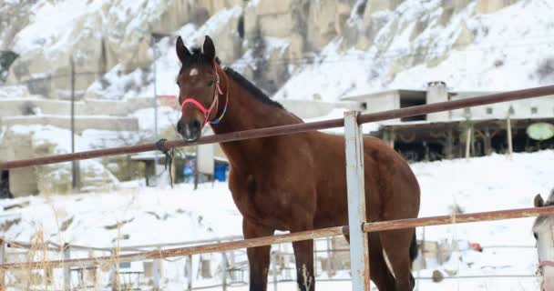 Dois cavalos em pé na neve 2 — Vídeo de Stock