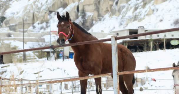 Dos caballos de pie sobre la nieve 2 — Vídeos de Stock