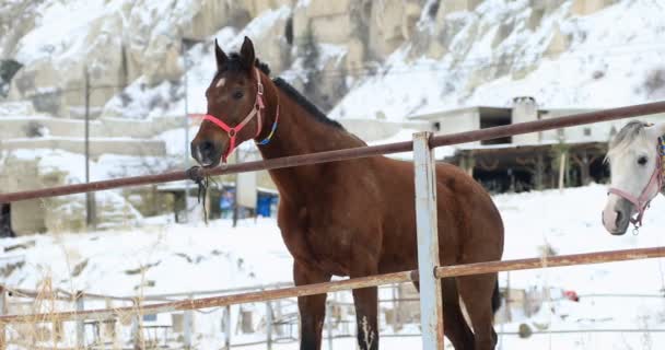 Två hästar står på snö 3 — Stockvideo
