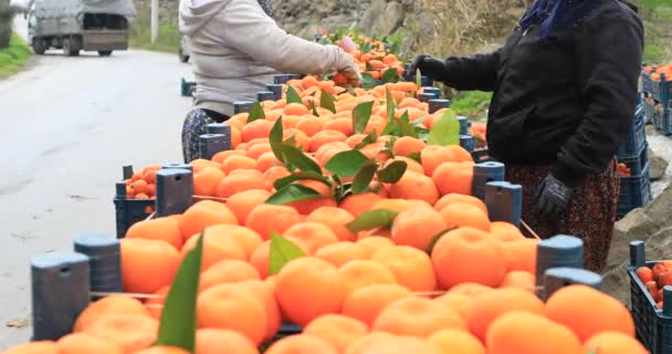 Beaucoup Madarin Dans Panier — Video