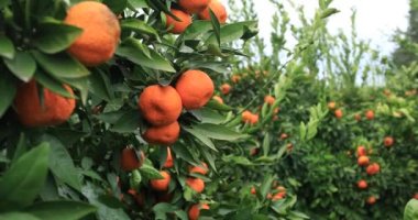 Mandalina ağacı dalı ile birçok turuncu meyveler