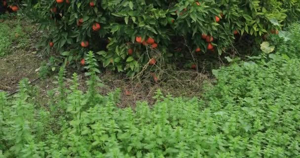 Jardín Mandarina Con Mucha Mandarina — Vídeos de Stock