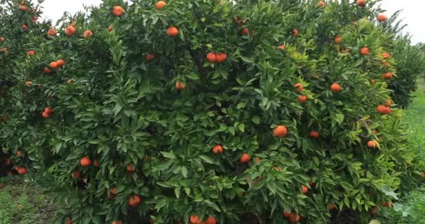 Huerto Árboles Frutales Mandarina — Vídeo de stock