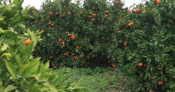 Мандариновий Сад Великою Кількістю Мандаринів — стокове відео