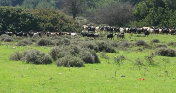 Una manada de cabras 4 — Vídeos de Stock