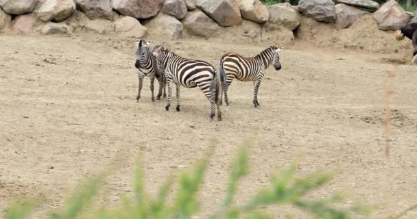 Savannah Üzerinde Yürüme Zebra Aile — Stok video