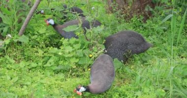 Evcil Gine nehirlerdeki besleme