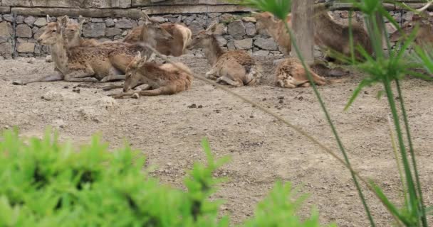 Eine Gruppe Hirsche Die Sich Ausruhen — Stockvideo