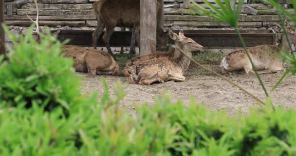 Group Deer Resting — Stock Video