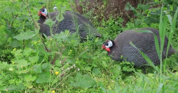 飼いならされたほろほろ鳥を供給 — ストック動画