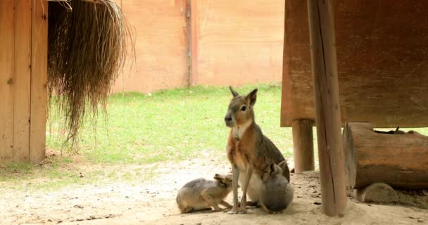 Патагонская Мара Кормит Грудью Своих Детенышей Dolichotis Patagonum Patagonian Maras — стоковое видео