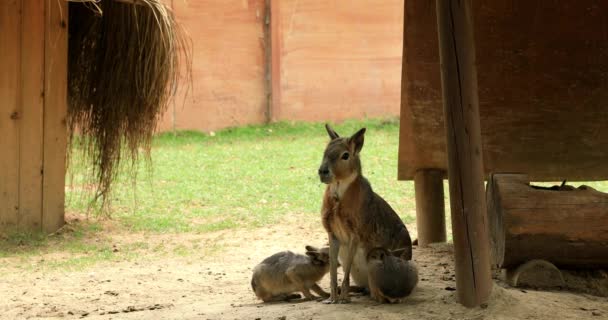 Патагонская Мара Кормит Грудью Своих Детенышей Dolichotis Patagonum Patagonian Maras — стоковое видео