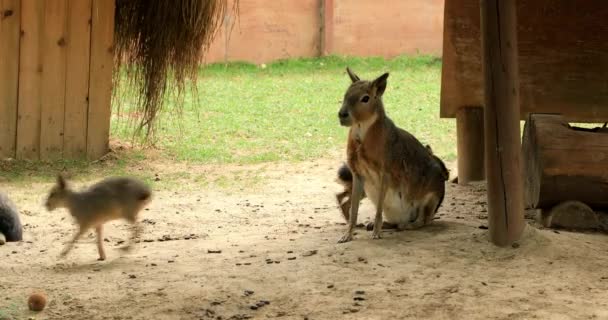 Dolichotis Patagonum Patagonian Maras Sind Langbeinige Nagetiere Mit Körpern Die — Stockvideo