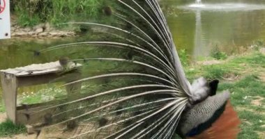 Güzel bir tavus kuşu tüyleri ile portresi