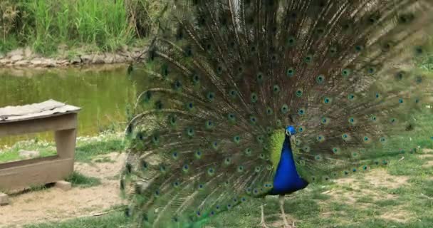 Retrato Belo Pavão Com Penas Para Fora — Vídeo de Stock