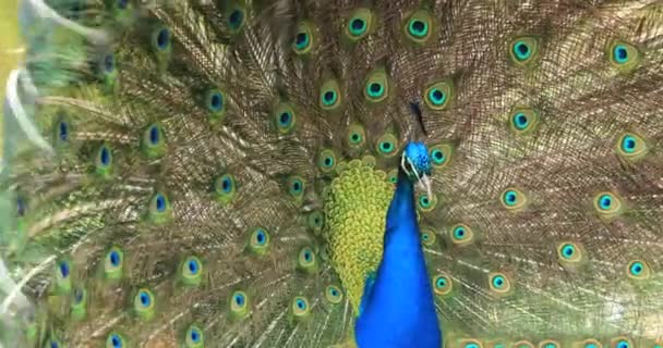 美丽的孔雀羽毛出的肖像 — 图库视频影像