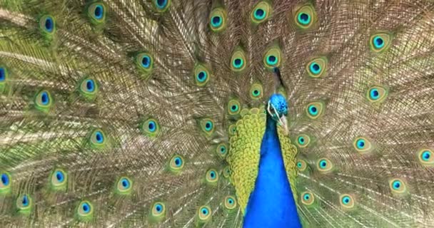 Portrait Beautiful Peacock Feathers Out — Stock Video
