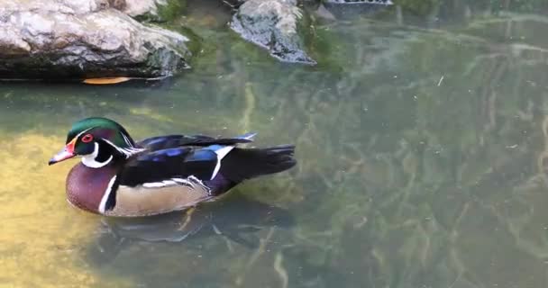 Pato Nadando Estanque — Vídeos de Stock