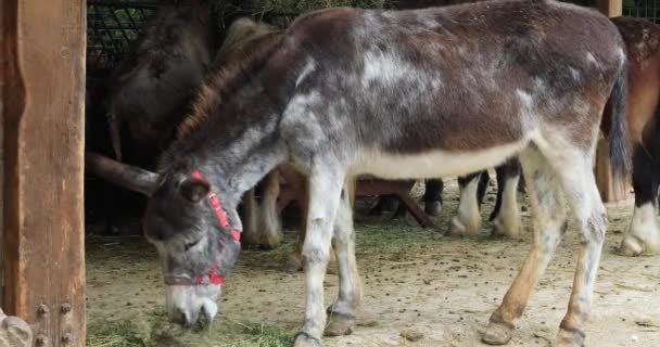 Vue latérale d'une belle ânesse se nourrissant de foin dans la grange à la ferme 