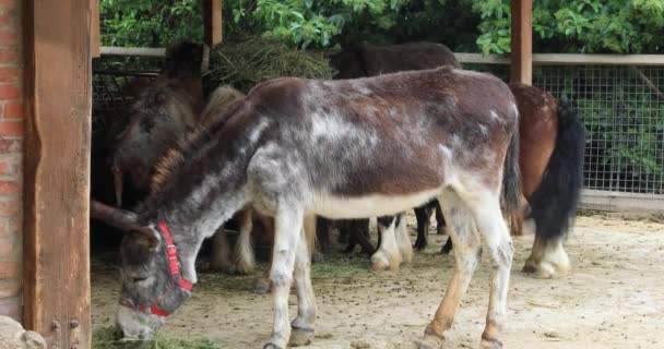 Vue latérale d'une belle ânesse se nourrissant de foin dans la grange à la ferme 