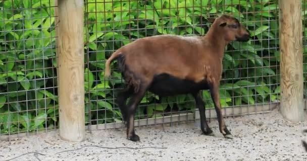 Goats Farm — Stock Video