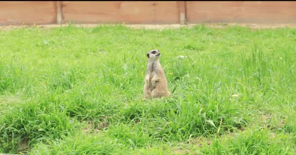 Portrait Cute Meerkat — Stock Video