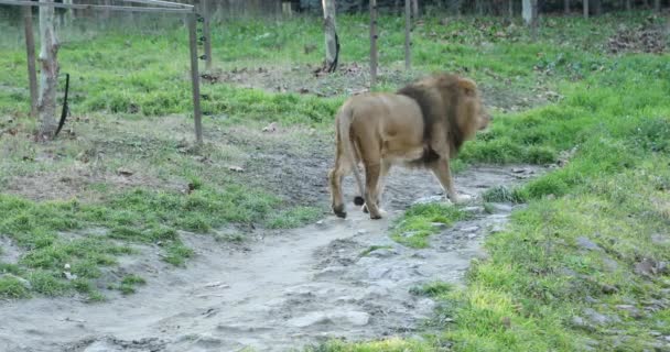 Piękny Mężczyzna Afrykański Lew Chodzenie — Wideo stockowe