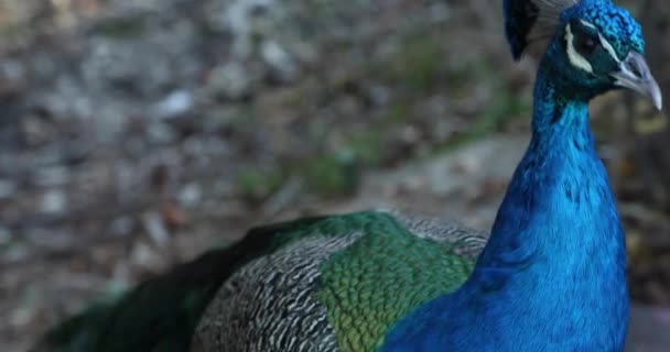 One Beautiful Male Peacock Close — 비디오