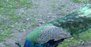 Güzel bir erkek tavus kuşu yaklaşıyor.