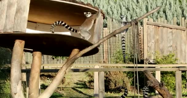 Skupina Hravý Roztomilý Prsten Sledoval Lemur — Stock video