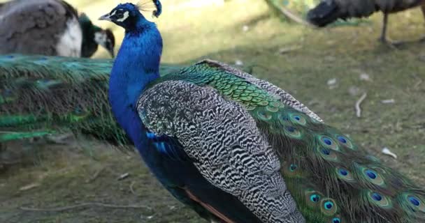 Group Beautiful Male Peacocks Resting — Stock Video