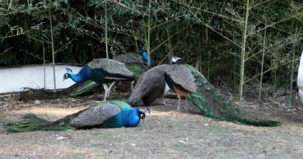 Group Beautiful Peacocks Resting — Stock Video