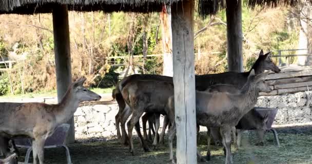 Grupo Ciervos Descansando Granja — Vídeo de stock