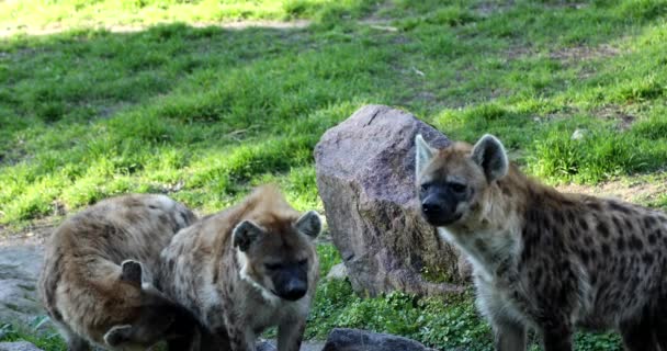 Crocuta Crocuta Wilde Gevlekte Lachen Hyena Familie — Stockvideo