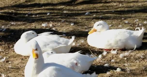 Bir Grup Beyaz Kaz Çiftlikte Dinleniyor — Stok video