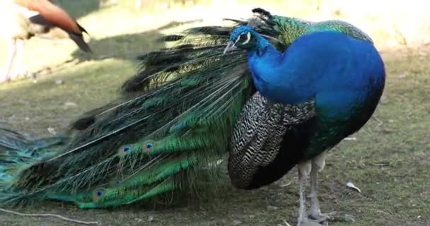 一只漂亮的雄性孔雀 — 图库视频影像