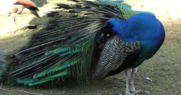 Un beau paon mâle gros plan 
