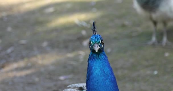 Beautiful Peacock Head Close Shot — Stock Video
